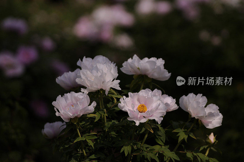 Paeonia suffruticosa